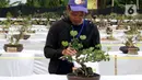 Juri melakukan penilaian saat pameran dan kontes tanaman bonsai di Lapangan Bola Chikal, Tapos, Depok, Jawa Barat, Minggu (4/12/2022). Penilaian tanaman bonsai mulai dari akar, gerak batang, hingga perantingan. (merdeka.com/Arie Basuki)