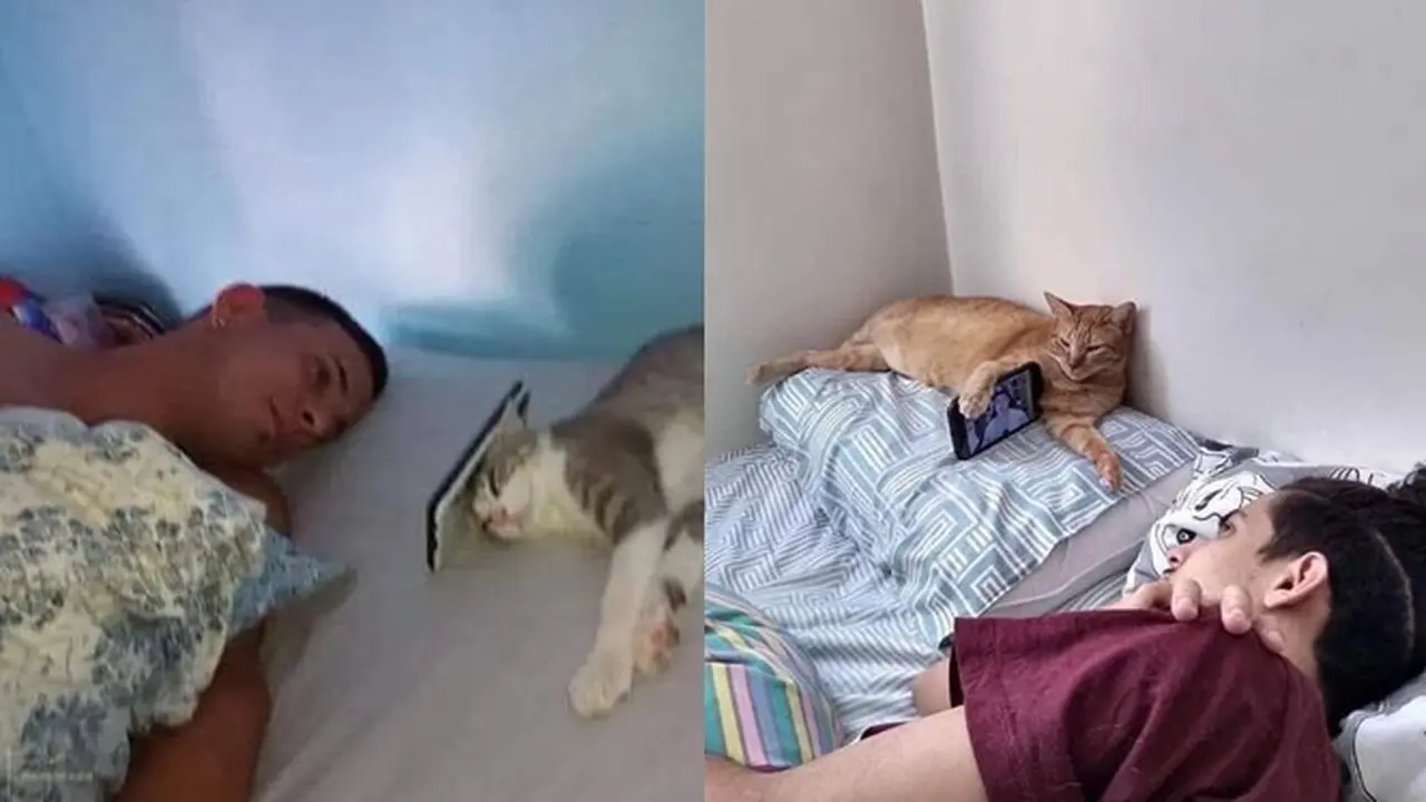 6 Aksi Kucing Bantu Majikan Nonton Film di HP, Lucu Maksimal