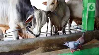 5 Ciri-Ciri Sapi Gelonggongan yang Perlu Diwaspadai Jelang Idul Adha