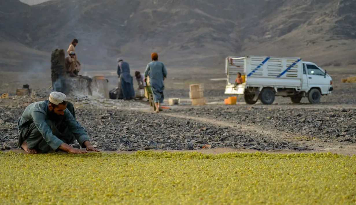 Petani meletakkan anggur ke tanah untuk dikeringkan saat membuat kismis di Kandahar, Afghanistan, 6 September 2021. (JAVED TANVEER/AFP)