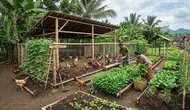 9 Sistem Tanam dan Ternak yang Saling Menguntungkan Tanpa Biaya Operasional Tinggi