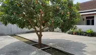 8 Cara Membuat Pohon Sawo Pendek tapi Buahnya Lebat, Bisa Dicoba di Rumah