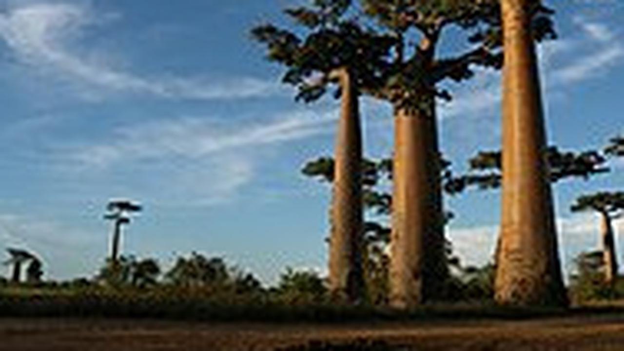 Madagaskar