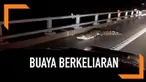 Setelah banjir yang melanda Australia, warga melihat banyak buaya yang berkeliaran bukan pada tempatnya.