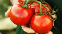 Senyawa pada tomat seperti Lycopene dapat membantu meningkatkan kesuburan pria.