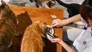 Gambar yang diambil pada 27 Oktober 2021 ini menunjukkan kucing-kucing penduduk sedang diberi makan makanan kucing kalengan yang mengandung kepompong ulat sutra sebagai bahan utamanya di kafe kucing Mao Thai Thai, New Taipei City, Taiwan. (Sam Yeh/AFP)