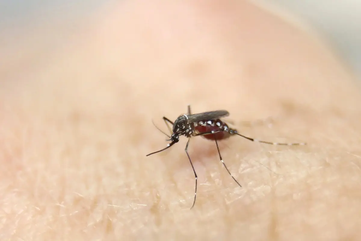 Virus Zika