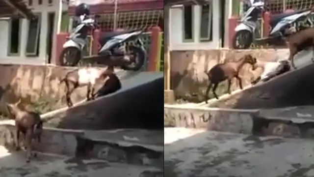 kambing