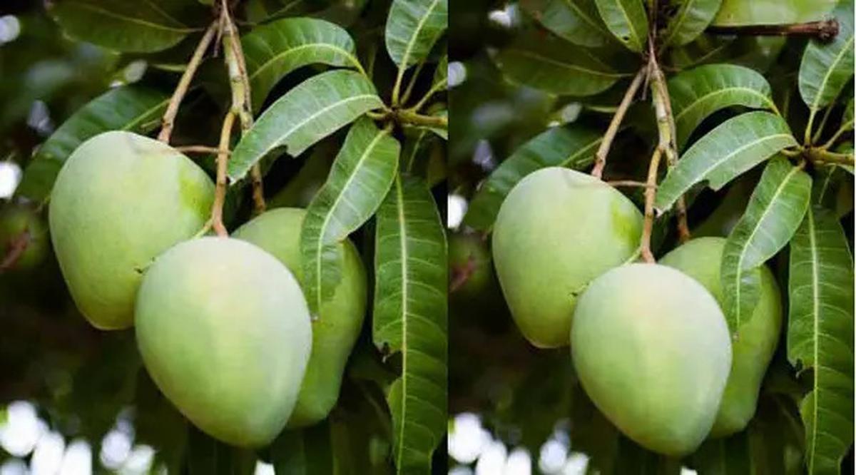 Manfaat Daun Mangga untuk Kesehatan yang Jarang Diketahui, Salah Satunya untuk Stabilkan Gula Darah