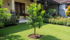Pohon Buah Mini yang Tidak Merusak Pondasi Rumah/ Ilustrasi gambar oleh AI