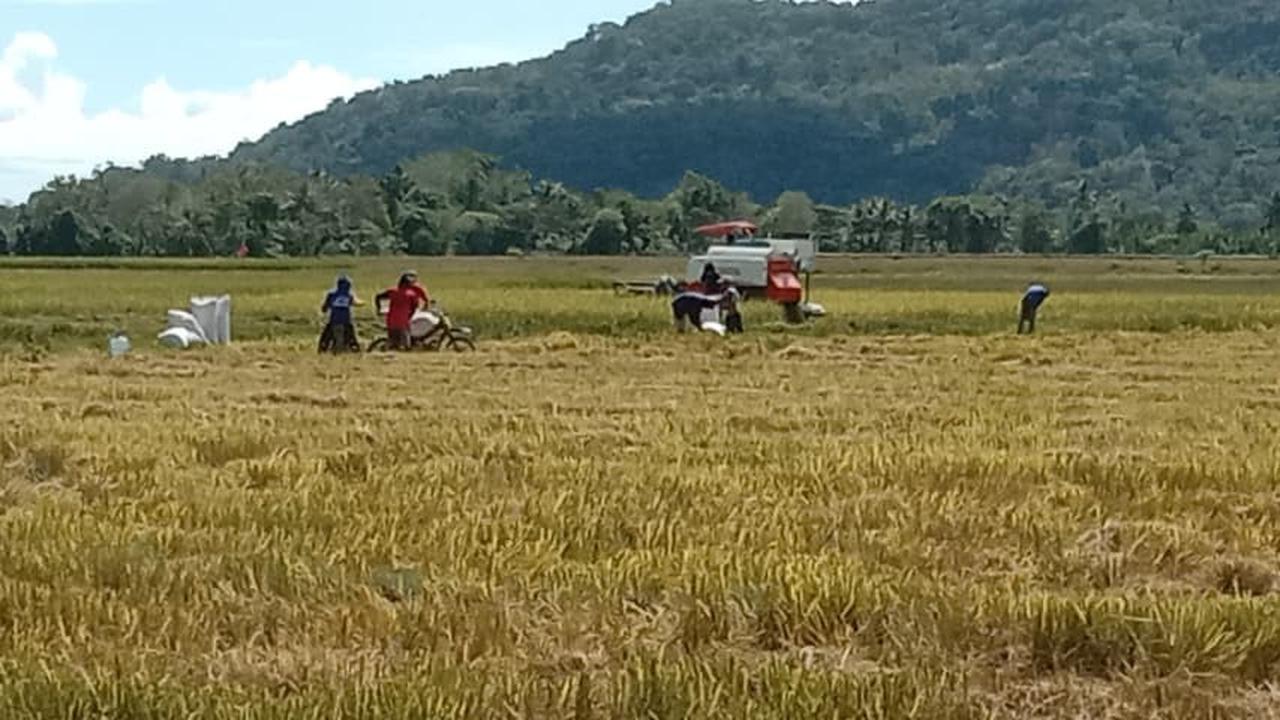 Panen Raya di 10 Provinsi, Mentan Amran Pastikan Pasokan Beras Nasional Sangat Aman dan Terkendali