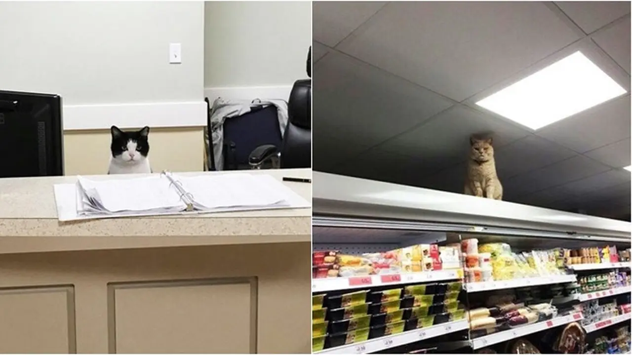 7 Potret Kucing Jadi Pekerja Ini Bikin Gemas