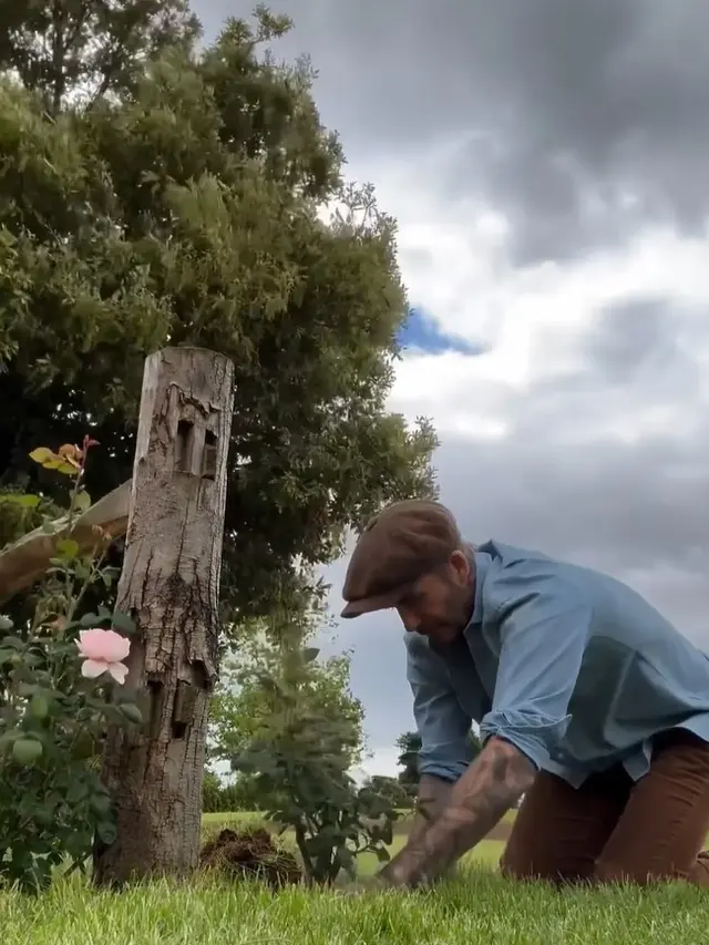David Beckham berkebun dan beternak (Instagram/davidbeckham)