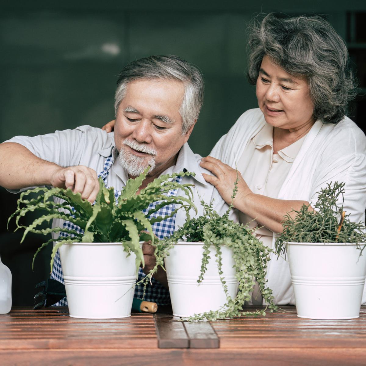 Ilustrasi Lansia Berkebun