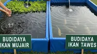 9 Ikan Konsumsi yang Tahan Air Keruh, Cocok untuk Budidaya
