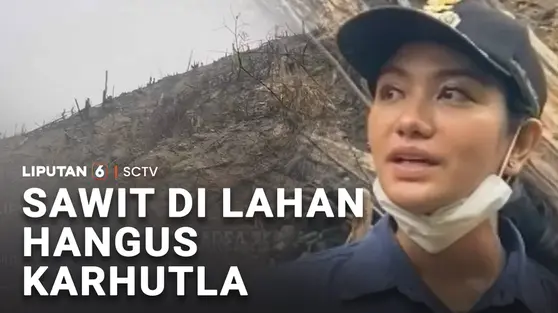 Sawit di Lahan Hangus Karhutla