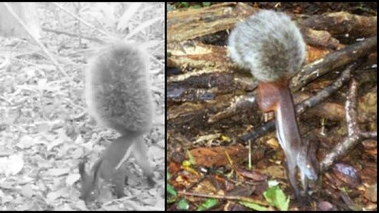 Tupai 'vampir' peminum darah kijang tertangkap kamera di Kalimantan!