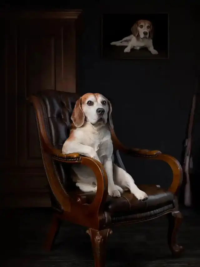 Portrait of an Arrogant Beagle by Patrick Reymer, 2018