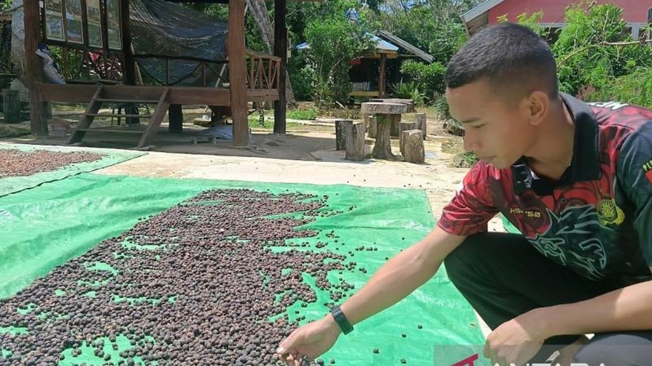 Disbun Kaltim Gelar Pelatihan Petani Kaltim di Empat Daerah, Tingkatkan Kualitas Produk Perkebunan