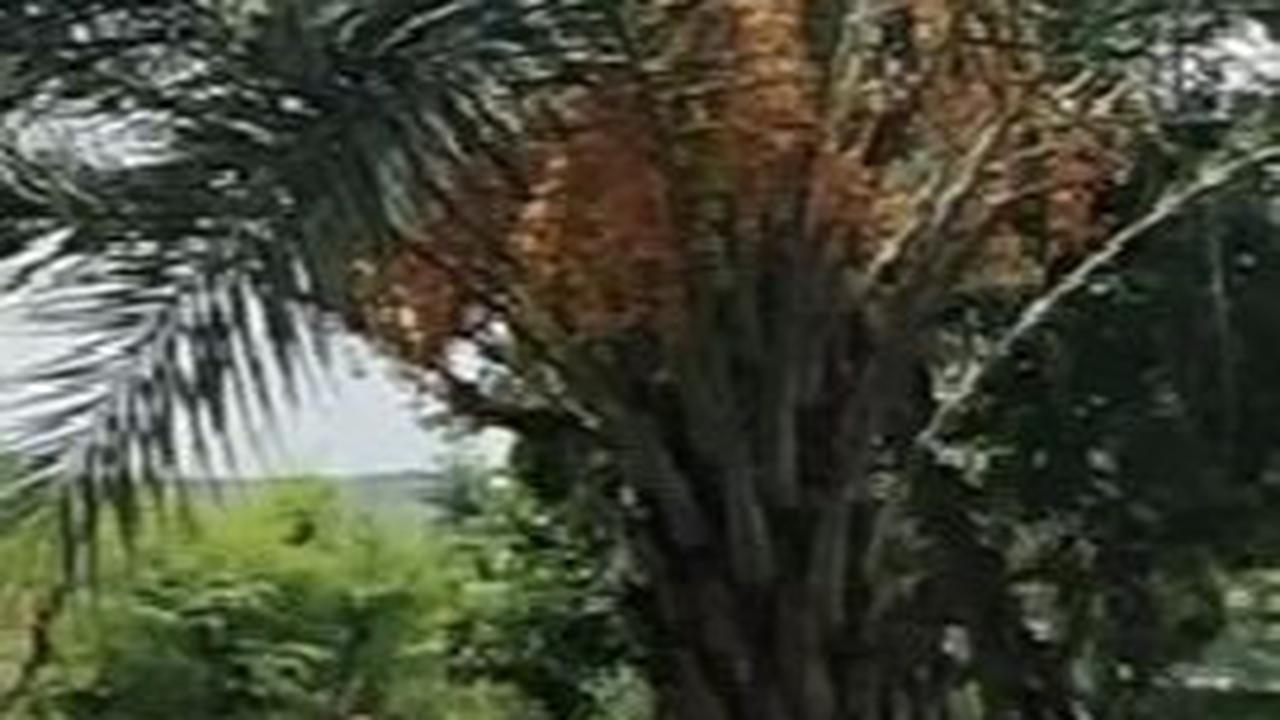 Pohon Kurma Ini Tumbuh Sendiri di Daerah Perbukitan Rembang, Pemiliknya Sempat Mengira Pohon Salak