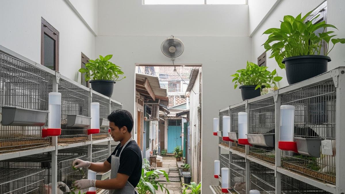 7 Ide Usaha Ternak Minim Bau di Lahan Sempit, Cocok untuk Area Perumahan Padat