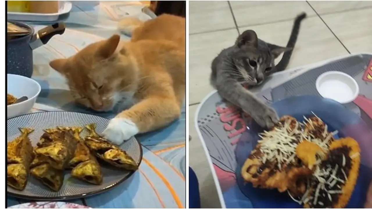 8 Potret Kucing saat Ketahuan Mencuri Makanan Ini Bikin Kesal Sekaligus Gemas