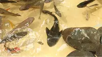 Pemkot Cirebon: Populasi Ikan Sapu-Sapu Belum Banyak, Belum Perlu Ambil Langkah Khusus