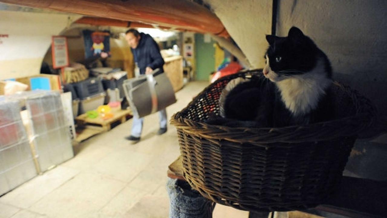 Intip aksi kucing-kucing penjaga museum di Rusia