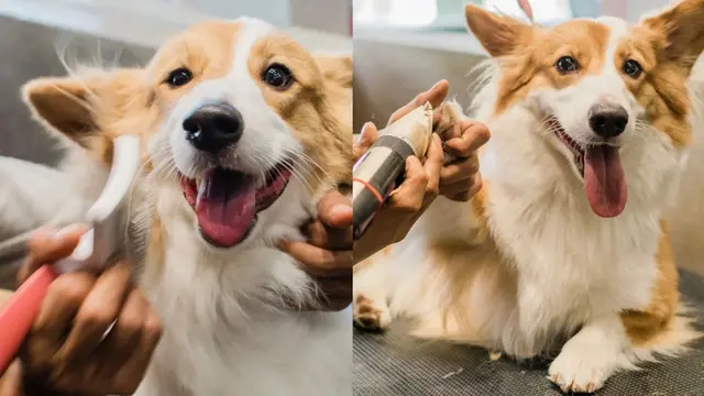 Seekor anjing tengah menerima perawatan oleh Barkpet.id