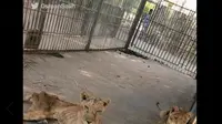 Potret Singa Kurus Kering di Kebun Binatang Sudan nan Menyayat Hati