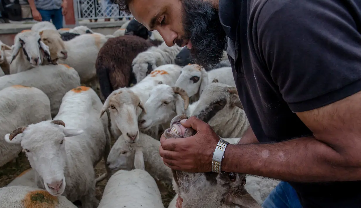 Pedagang menunjukan gigi domba untuk menentukan umur menjelang Idul Adha di Srinagar, Kashmir (30/8). Hewan kurban tersebut diberi warna untuk menarik para pembeli. (AP Photo/Dar Yasin)