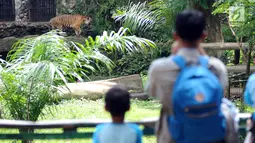 Pengunjung melihat Harimau Sumatera di kawasan Kebun Binatang Ragunan, Jakarta, Selasa (26/12). Libur cuti bersama perayaan Natal 2017 dimanfaatkan warga untuk berekreasi di Kebun Binatang Ragunan Jakarta. (Liputan6.com/Helmi Fithriansyah)