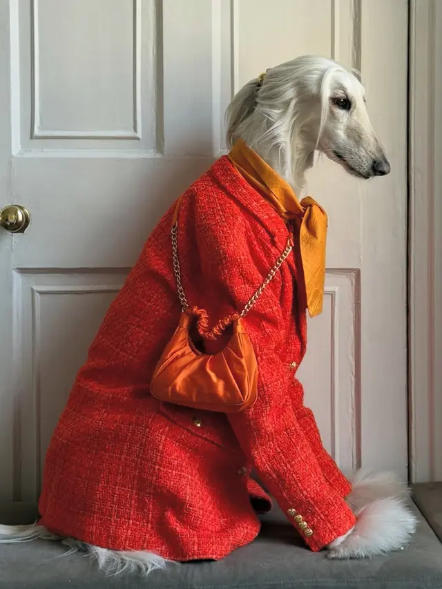 Samantha Anjing Ras Afghan Hound dengan pakaian serba orange . [@samantharuthprabhuoffl]