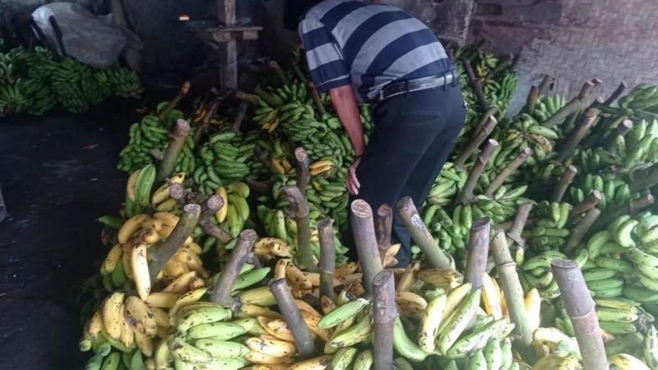 Pisang Lebak Jadi Andalan Ekonomi Petani, Pasokan Ratusan Ton Per Bulan Tingkatkan Kesejahteraan