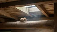 Cara Mengusir Tikus di Plafon Rumah yang Ampuh dan Aman Tanpa Bongkar Atap