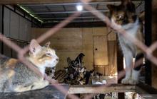 Kisah Salmiati, Pahlawan Penyelamat Kucing Terdampak Banjir Bandang di Padang