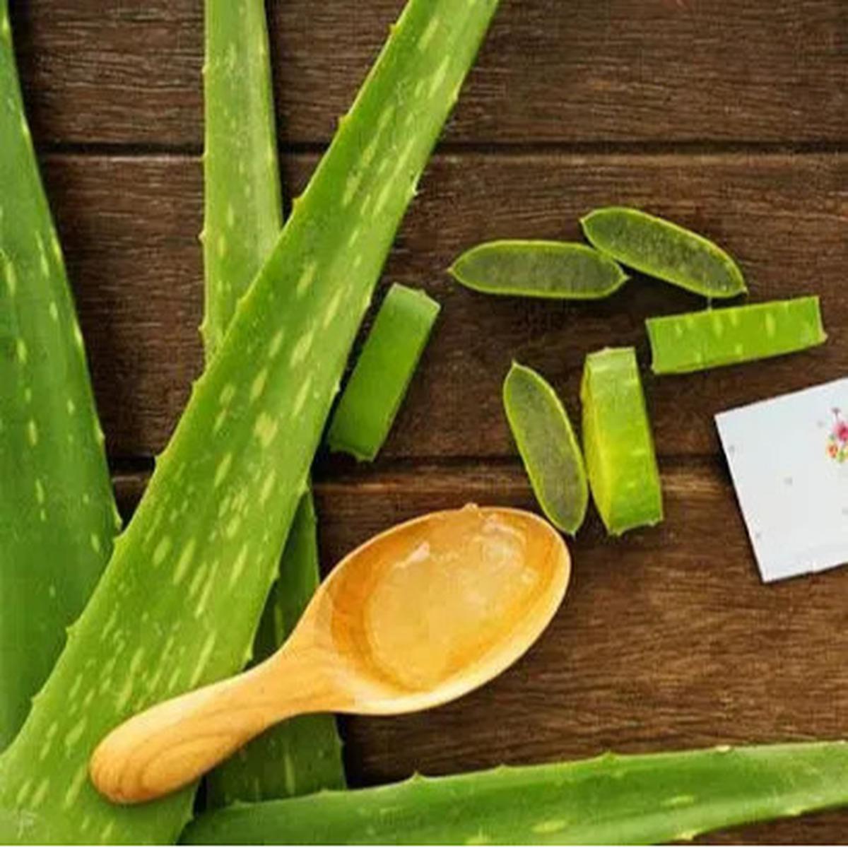 Cara Praktis Membuat Masker Lidah Buaya untuk Kulit Cantik dan Sehat
