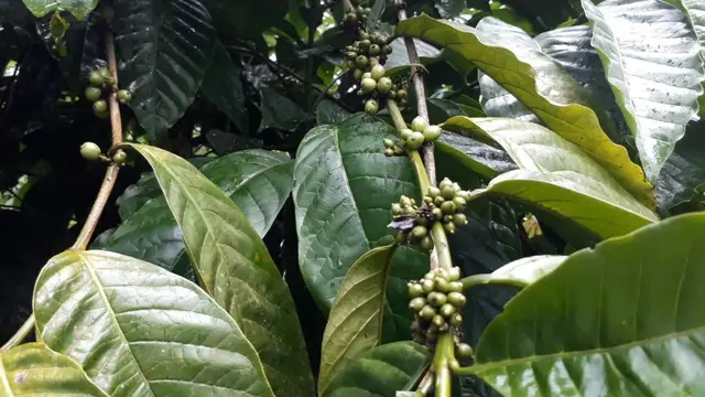 Kopi pegunungan Wanareja, Cilacap, Jawa Tengah. (Foto: Liputan6.com/Muhamad Ridlo)