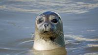 Ilustrasi anjing laut (iStock)