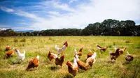 Ilustrasi ayam (iStock)