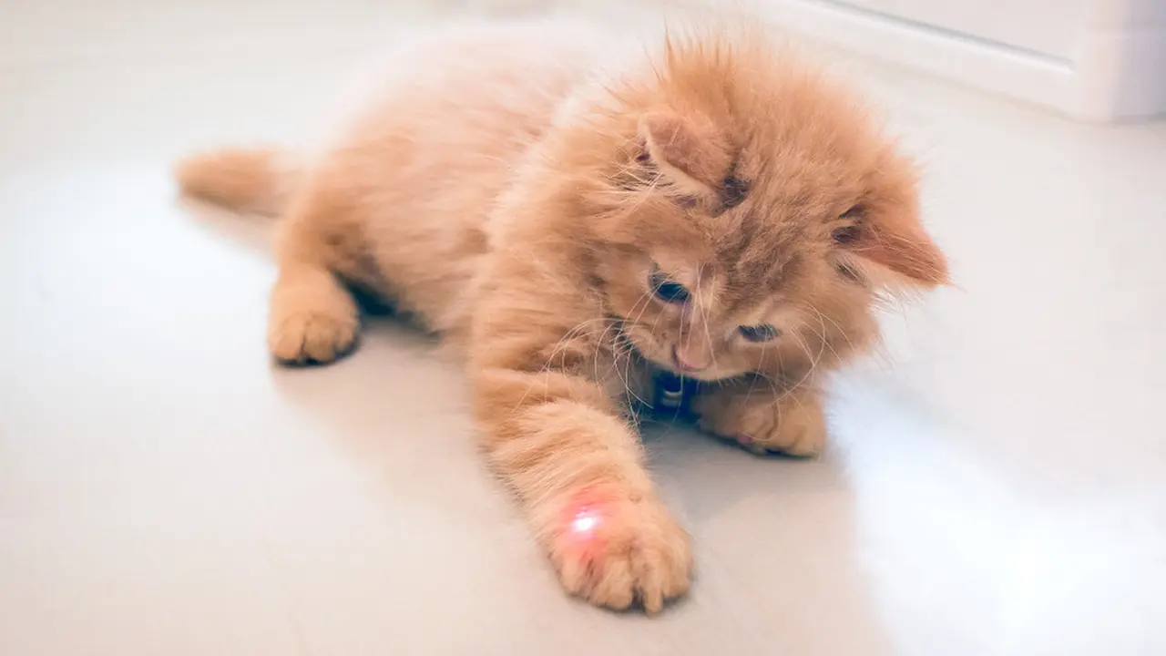 Kucing Terobsesi dengan Laser Pointer