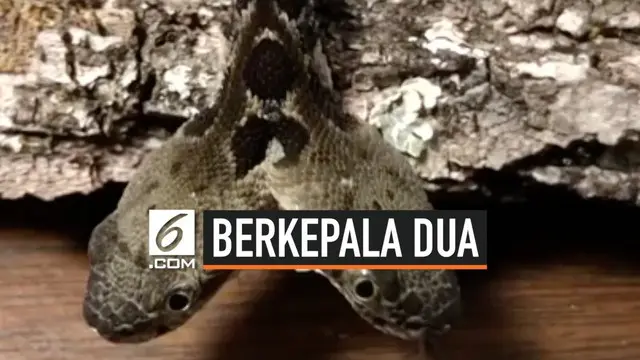 Bayi ular derik berkepala dua ditemukan dua herpetolog di New Jersey. Ular tersebut diberi nama Double-Dave.