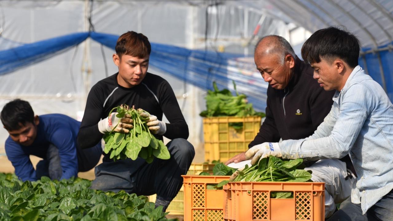 pekerja di jepang