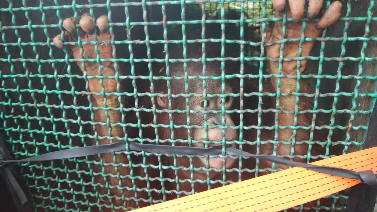 Orangutan