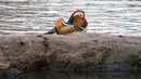 Bebek mandarin muncul di sebuah kolam di Central Park, New York, Selasa (27/11). Hewan yang juga dinobatkan sebagai bebek terindah di dunia ini memiliki ukuran panjang 41-49 cm dan bentang sayap 65-75 cm. (Don EMMERT / AFP)