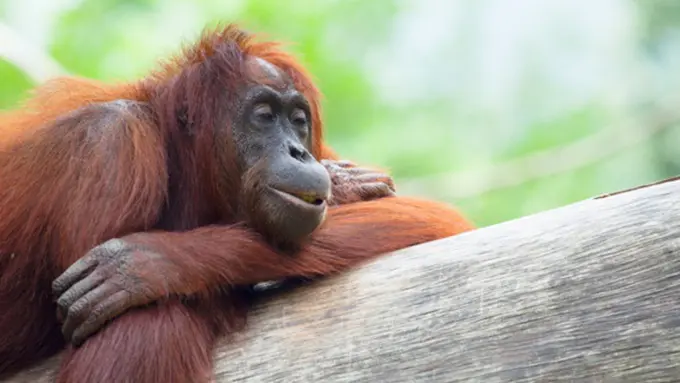 Photo: Copyright Thinkstockphotos.com