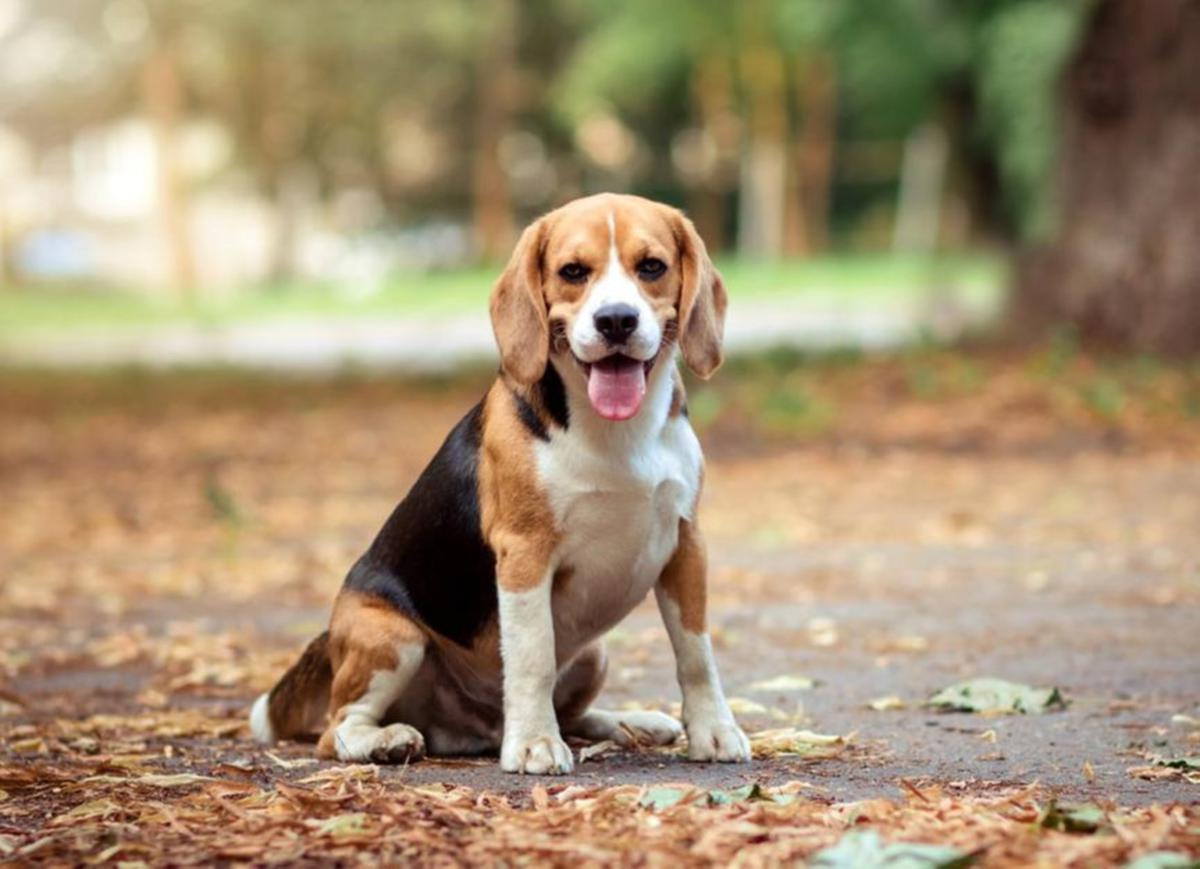anjing beagle