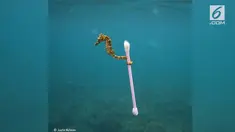 Fotografer asing berhasil mengabadikan foto kuda laut di perairan Sumbawa, NTB.