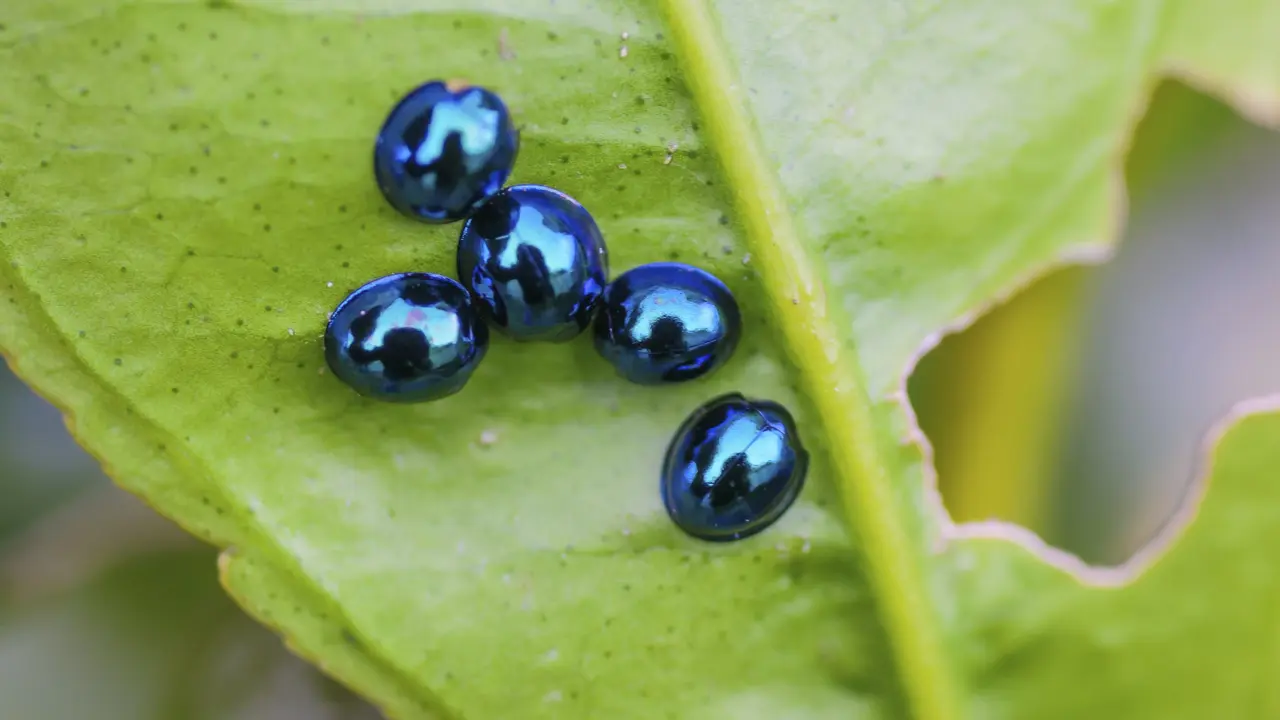 Hewan Unik Berwarna Biru Paling Indah