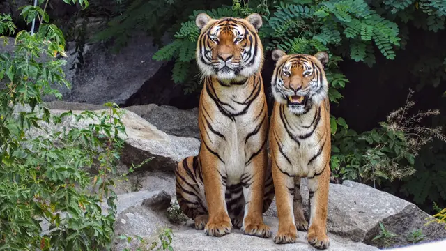 harimau